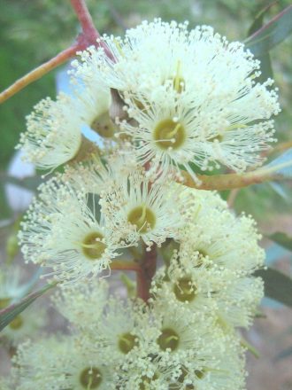 Eucalyptus cladocalyx nana (Gum Tree) in 50mm Forestry Tube