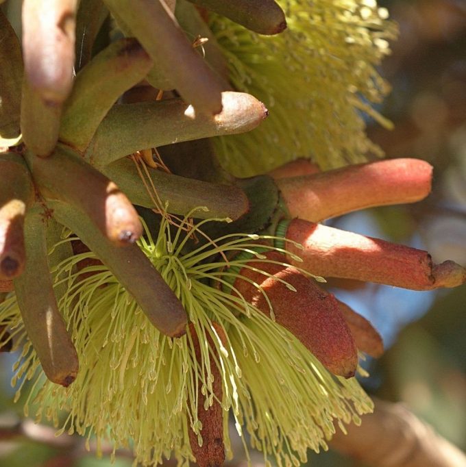 Eucalyptus conferruminata - Australian native plant