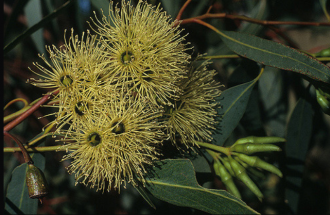 Eucalyptus occidentalis 50 seeds
