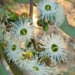 Eucalyptus argutifolia - Australian native plant