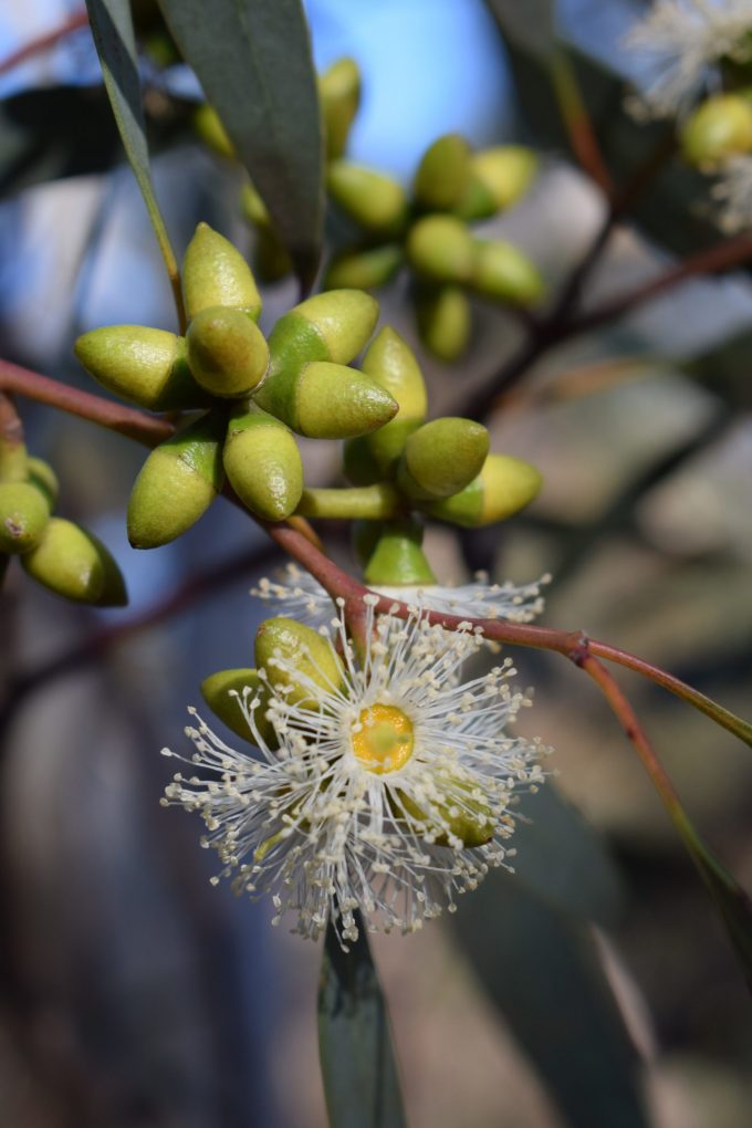 Eucalyptus flindersii - Australian native plant