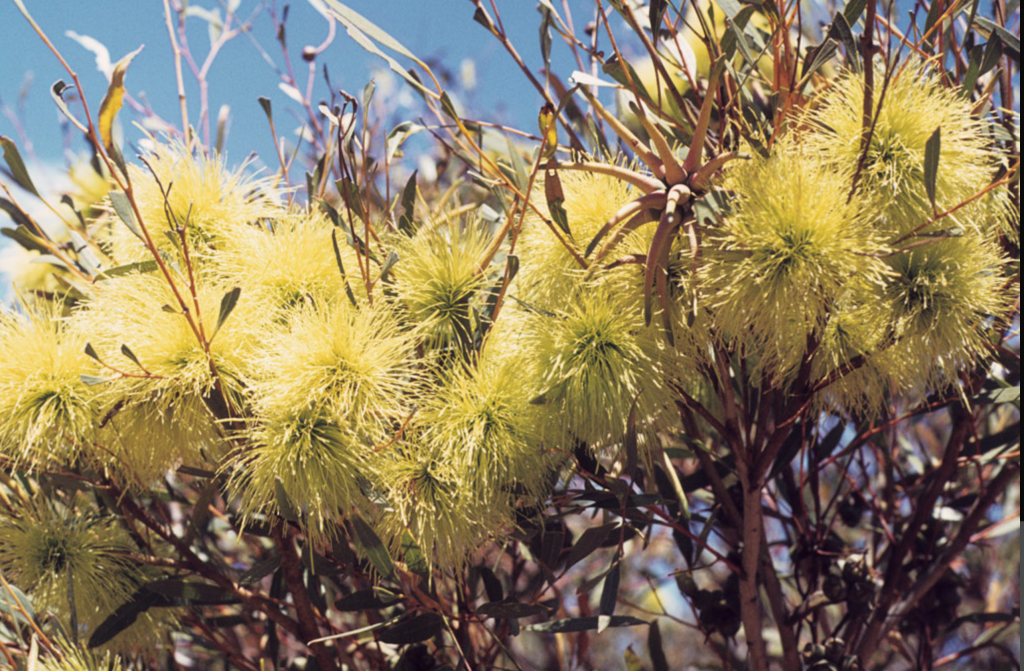 Eucalyptus macrandra - Australian native plant