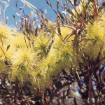 Eucalyptus macrandra - Australian native plant