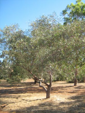 Eucalyptus morrissii 50 seeds