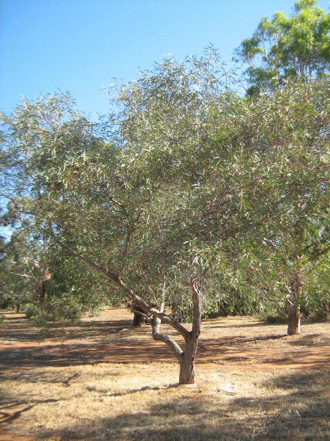 Eucalyptus morissii - Australian native plant