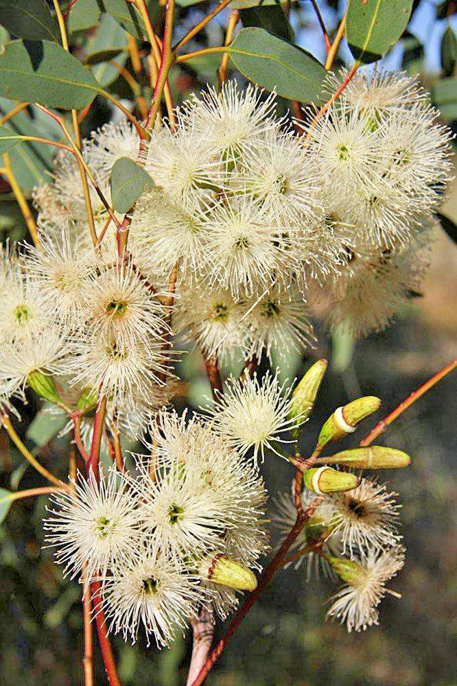 Eucalyptus stowardii - Australian native plant