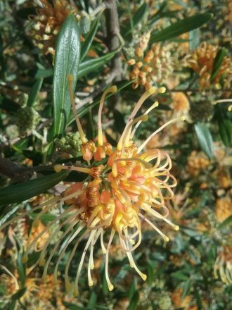 Grevillea Apricot Glow in 50mm Forestry Tube