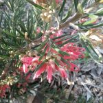 Grevillea Dargan Hill - hardy Australian native plant