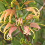 Grevillea Forest Rambler - Australian Native Plant