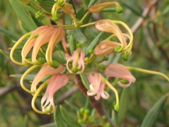 Grevillea Forest Rambler - Australian Native Plant