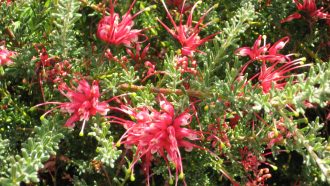 Grevillea hirtella in 50mm forestry tube