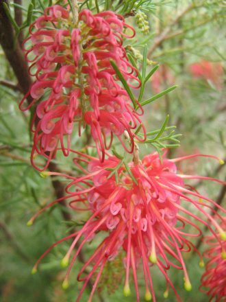 Grevillea pinaster in 50mm Forestry Tube