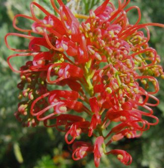 Grevillea Red Wings in 50mm Forestry Tube