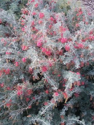 Grevillea Seaspray - Hardy Australian Native Plant