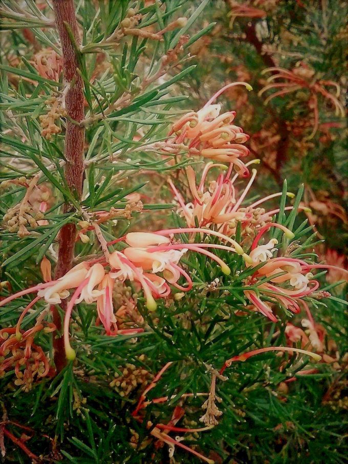 Grevillea sempeflorens - Australian Native Plant