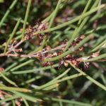 Hakea brachyptera - Australian native plant