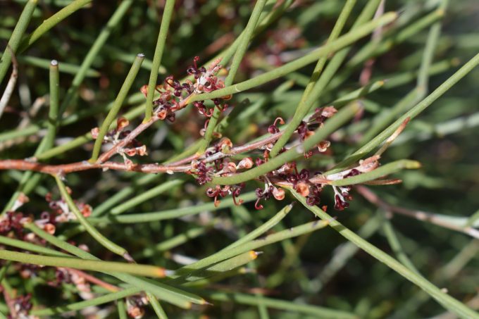 Hakea brachyptera - Australian native plant