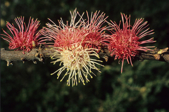 Hakea obtusa - Australian Native Plant