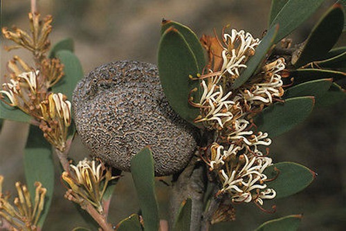 Hakea pandanicarpa -Australian native plant