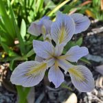 Iris douglisiana