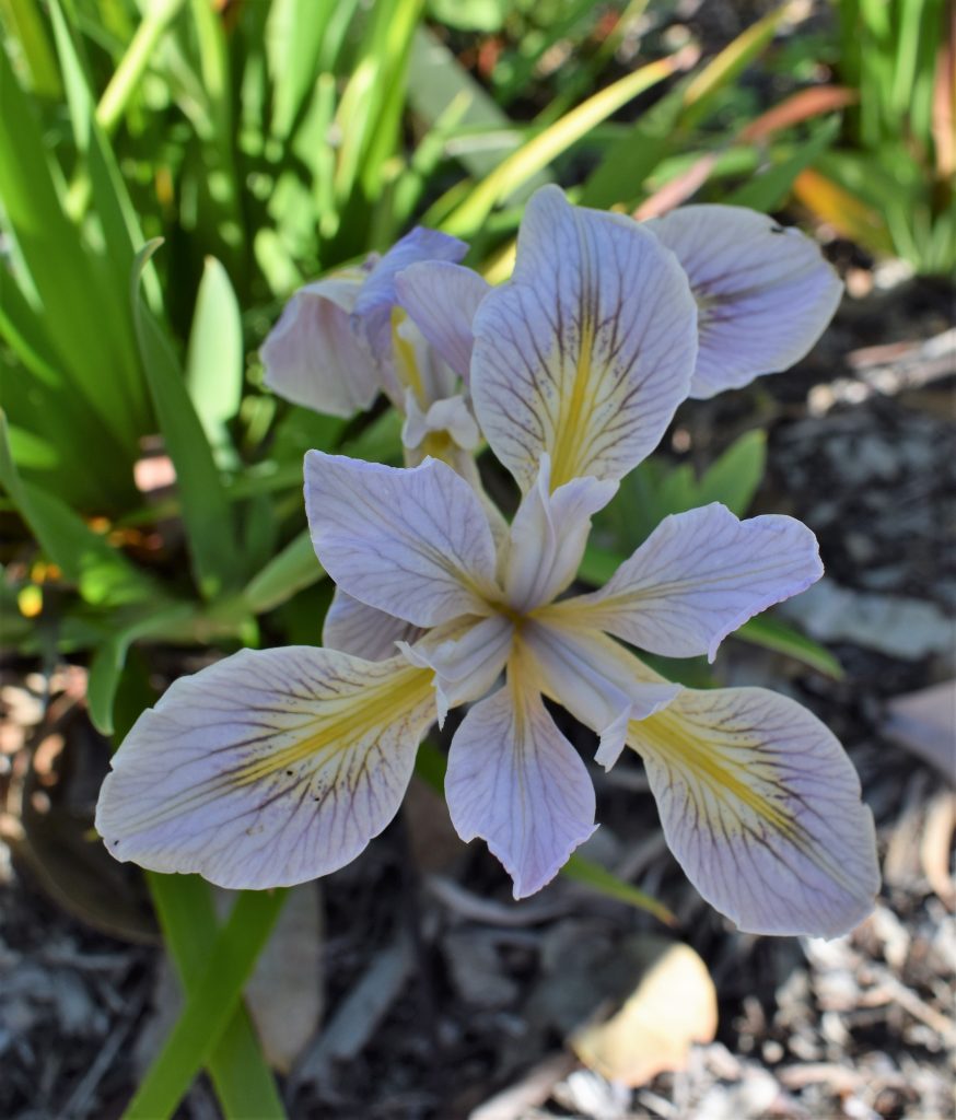 Iris douglisiana