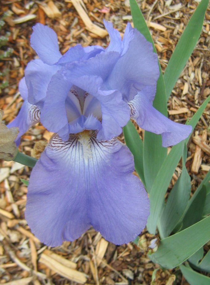 Tall Bearded Iris HARBOR BLUE (bare rooted rhizome)