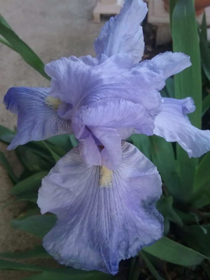 Tall Bearded Iris POP OSHEA (bare rooted rhizome)