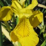 Iris pseudacorous