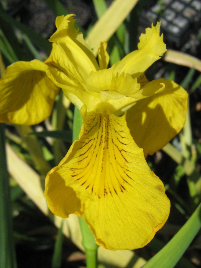 Iris pseudacorous