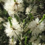 Melaleuca cucculata - Australian native plant