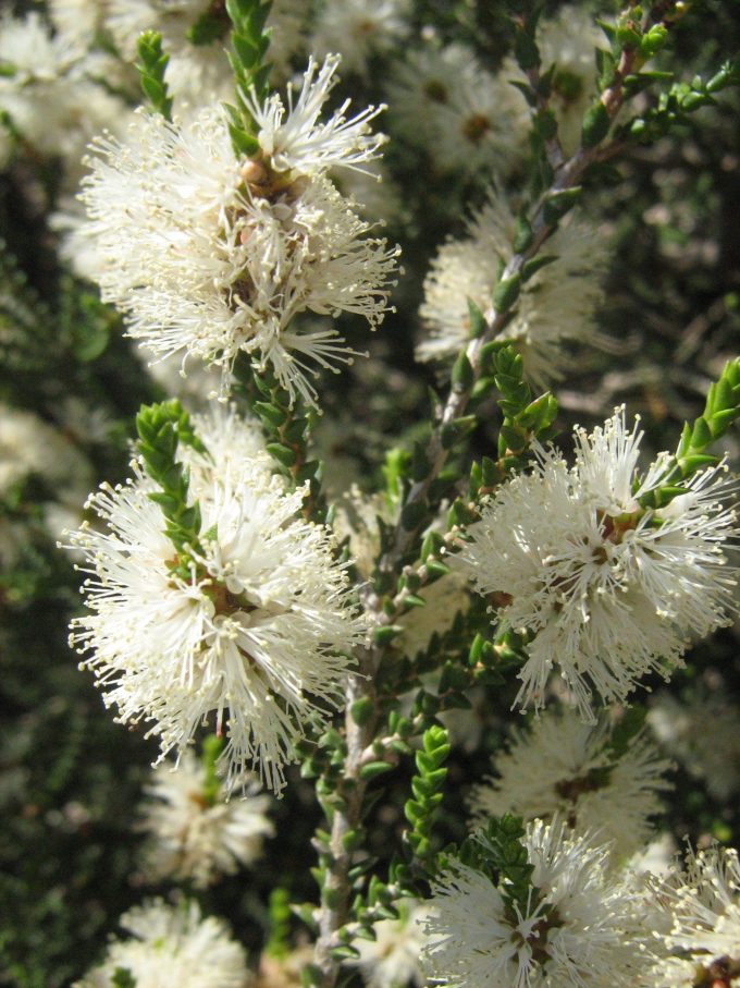 Melaleuca cucculata - Australian native plant