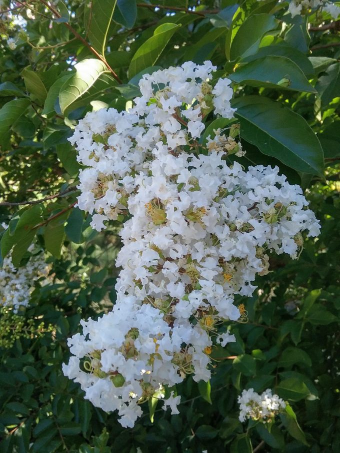 Lagerstroemia Natchez - Summer Flowering