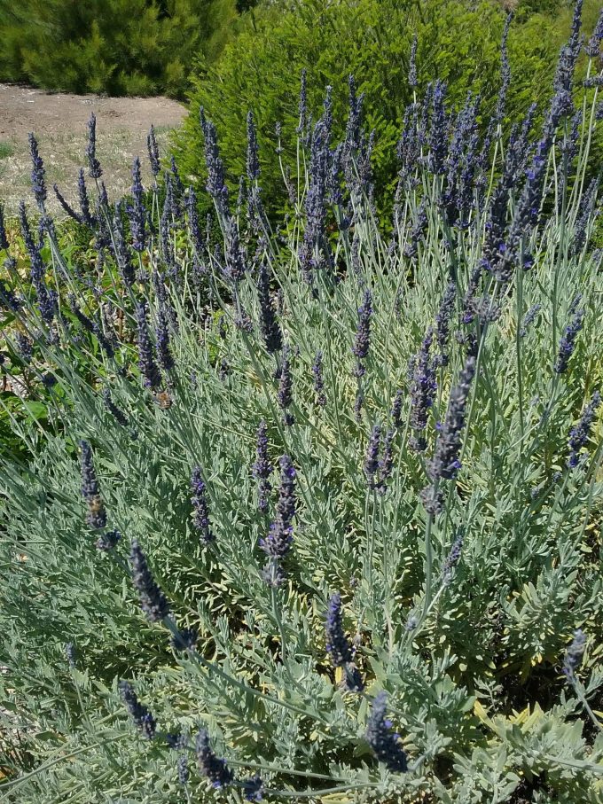 Lavender allardii - Drought Hardy Perennial Plant