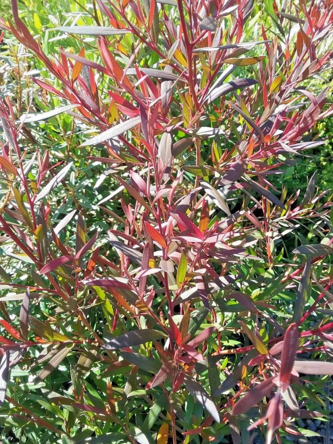 Leptospermum Copper Glow -Australian native plant