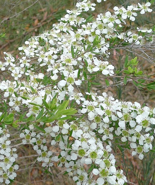 Leptospermum flavescens prostrate -Australian native plant