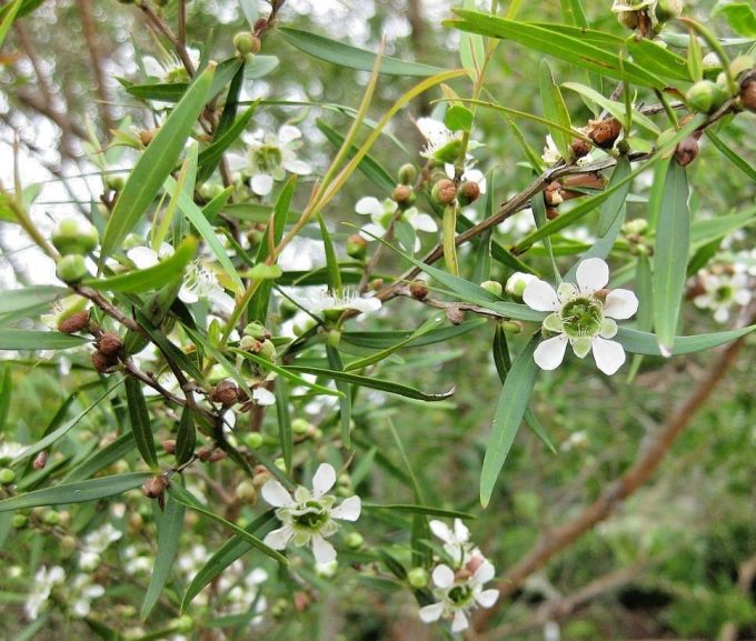 Leptospermum petersonii -Australian native plant