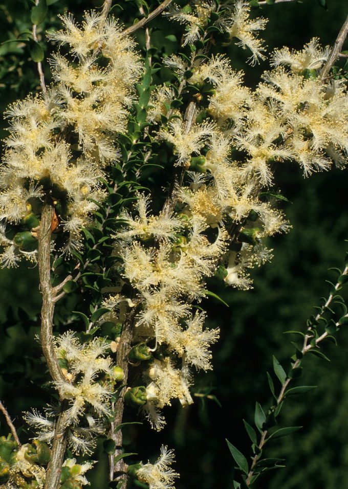 Melaleuca cardiophylla - Australian native plant