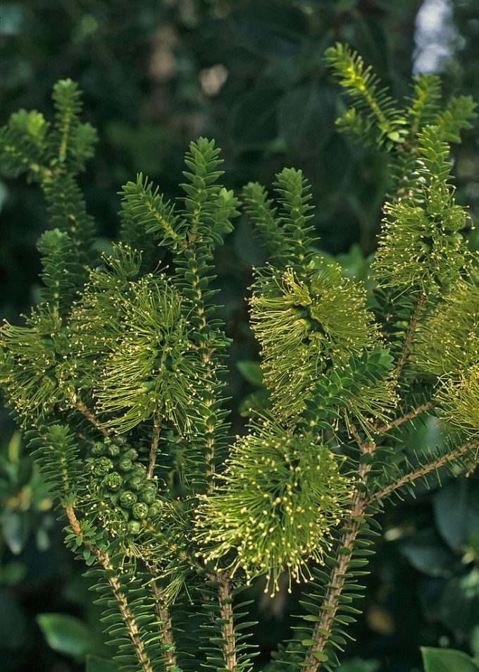 Melaleuca diosmifolia - Australian native plant