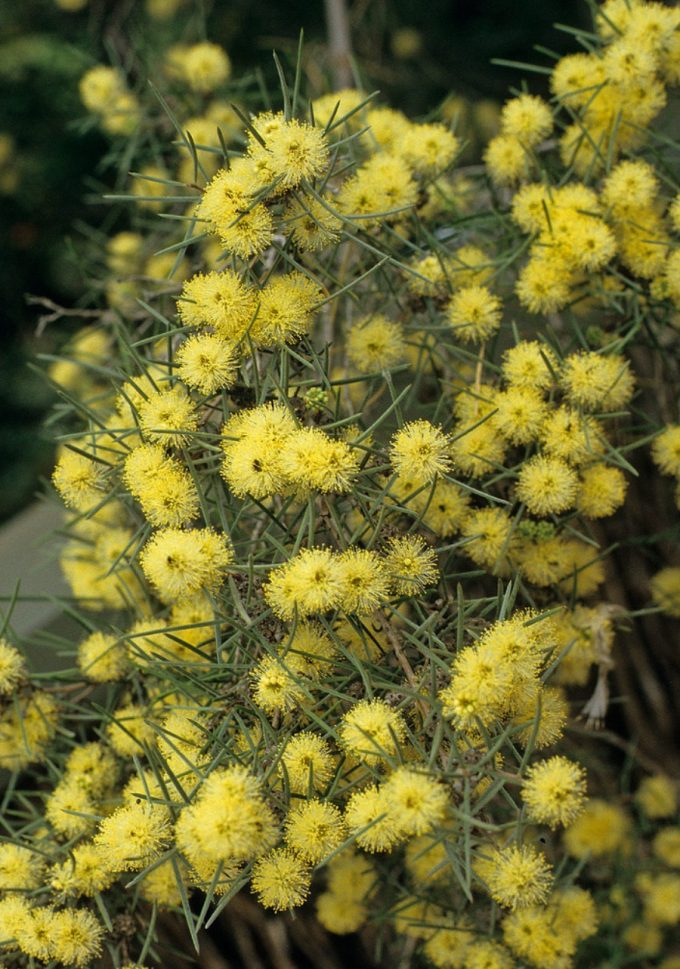 Melaleuca glomerata - Australian native plant