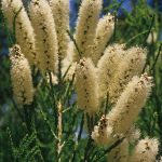 Melaleuca huegelii - Australian native plant
