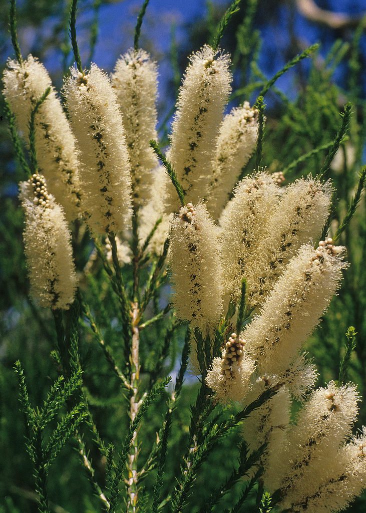 Melaleuca huegelii - Australian native plant