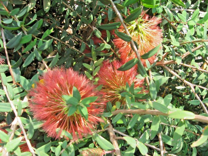 Melaleuca hypericifolia - Australian native plant