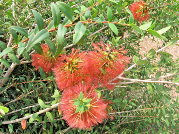 Melaleuca acuminata in 50mm Forestry Tube – Trigg Plants