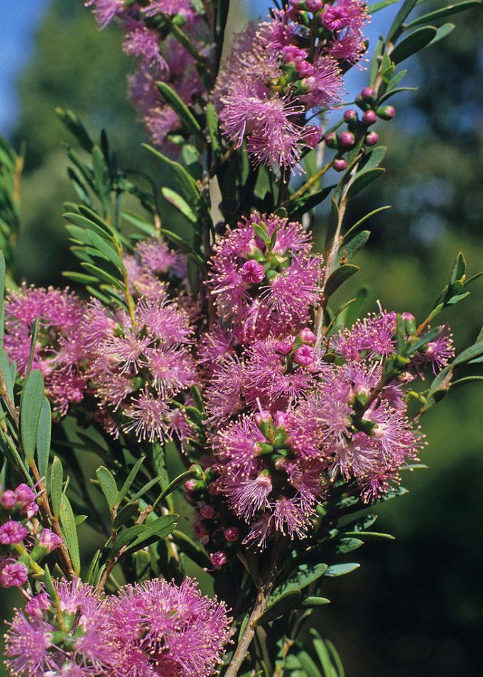 Melaleuca laxiflora - Australian native plant