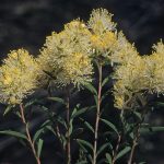 Melaleuca leiophylla - Australian native plant