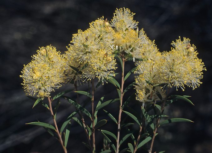 Melaleuca leiophylla - Australian native plant