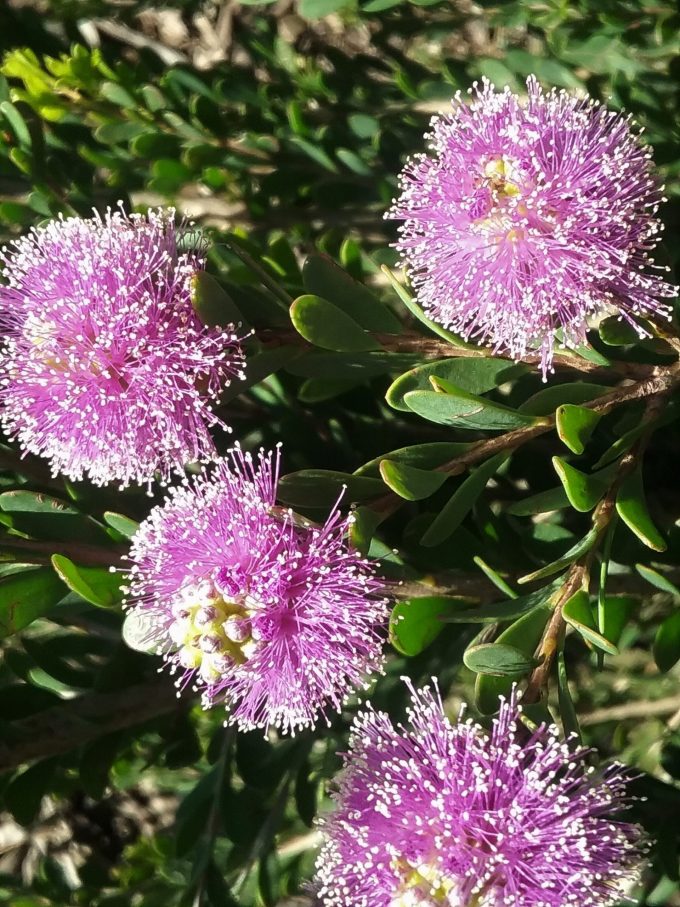Melaleuca nesophila Little Nessie- Australian native plant