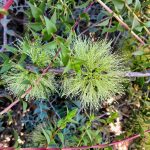 Melaleuca longistaminea - Australian Native Plant