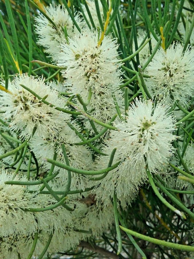 Melaleuca teretifolia - Australian native plant