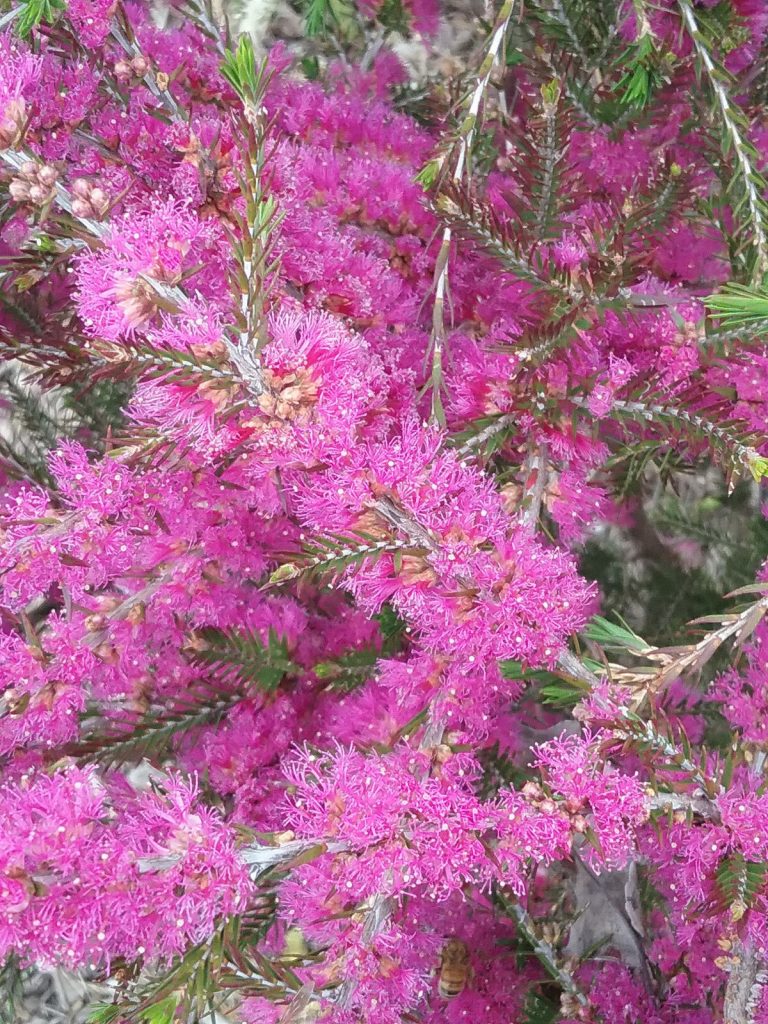 Melaleuca wilsonii- Australian native plant